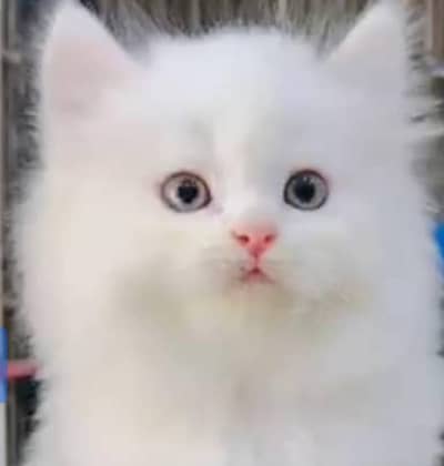 Munchkin kitten