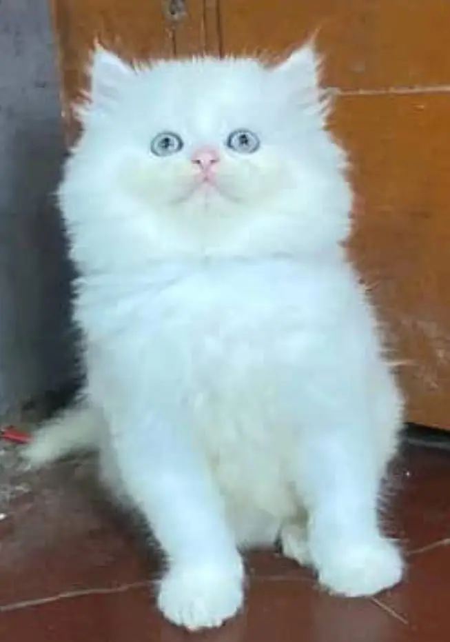 Munchkin kitten — photo 2