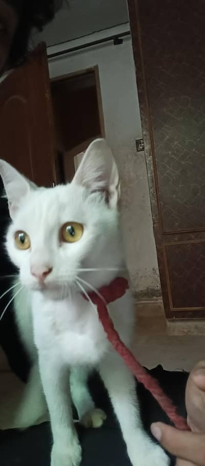 Persian Cat  White For Adoption 1 year