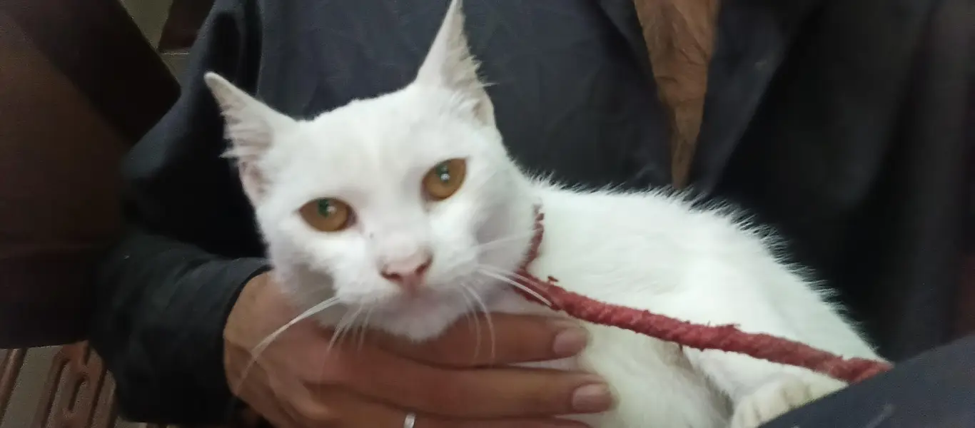 Persian Cat  White For Adoption 1 year — photo 2