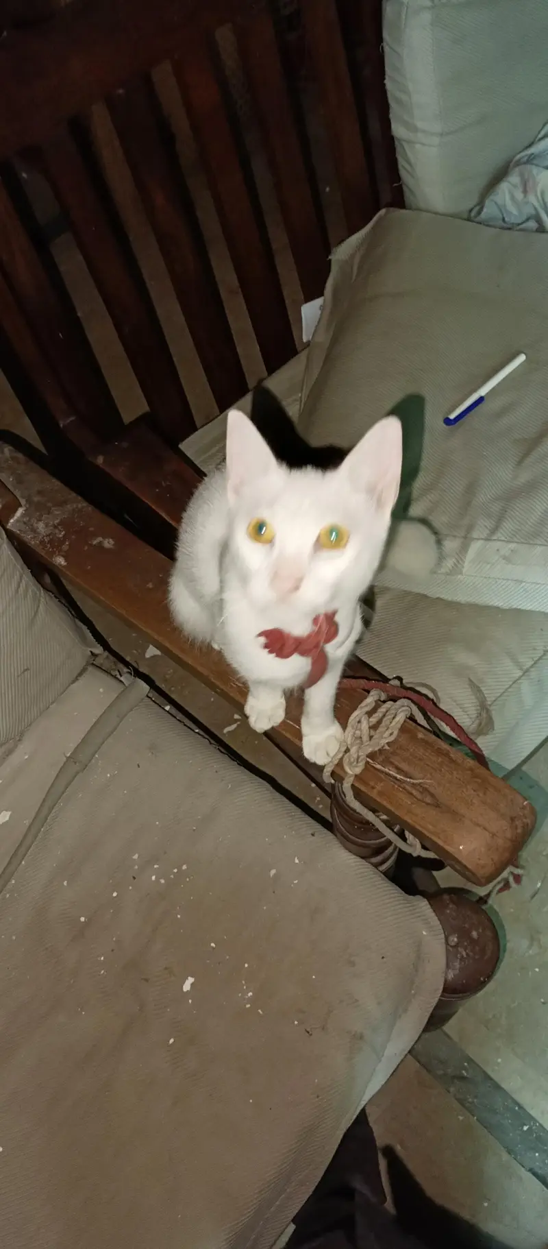 Persian Cat  White For Adoption 1 year — photo 3