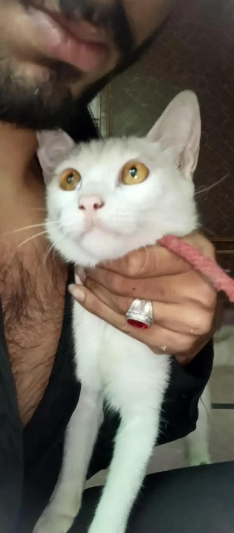 Persian Cat  White For Adoption 1 year — photo 4