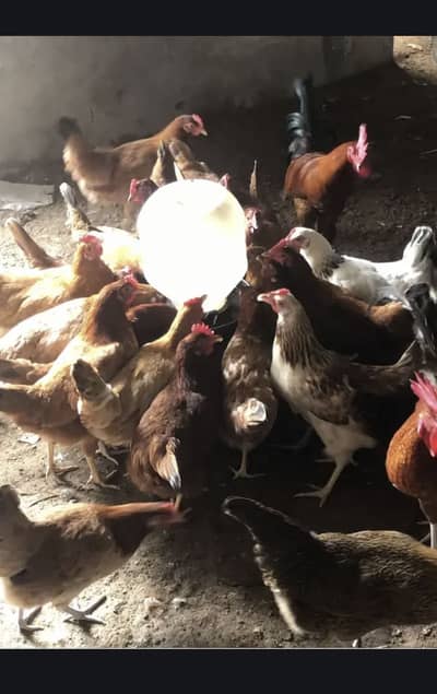 Golden misri egg laying hens