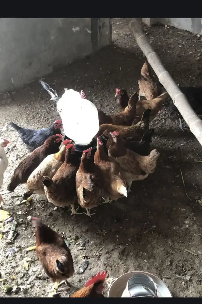 Golden misri egg laying hens — photo 2