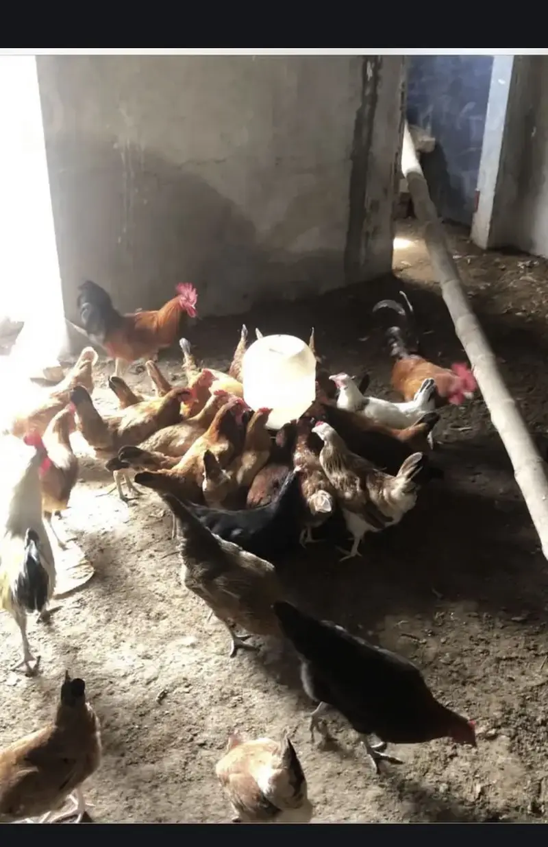 Golden misri egg laying hens — photo 3