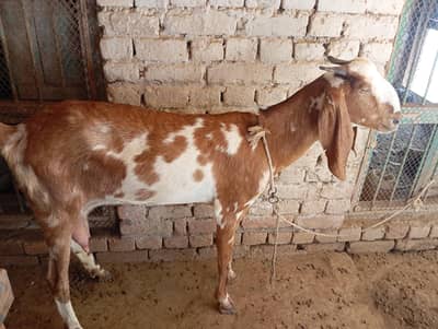 Beetal cross 4 dant bakri, 1.5 month ki cnfrm gaban