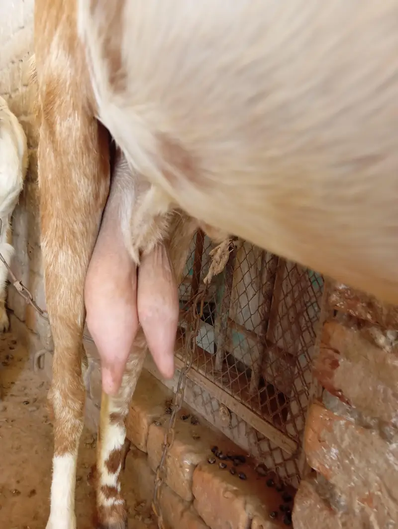 Beetal cross 4 dant bakri, 1.5 month ki cnfrm gaban — photo 2