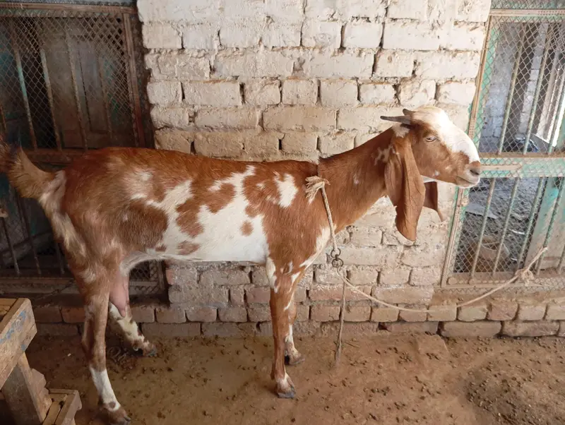 Beetal cross 4 dant bakri, 1.5 month ki cnfrm gaban — photo 3
