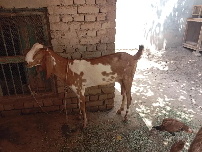 Beetal cross 4 dant bakri, 1.5 month ki cnfrm gaban — photo 4
