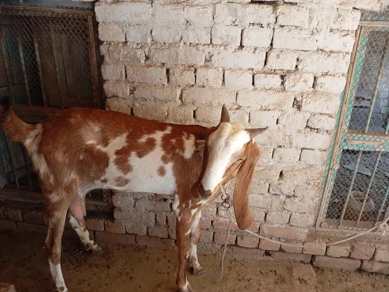 Beetal cross 4 dant bakri, 1.5 month ki cnfrm gaban — photo 5