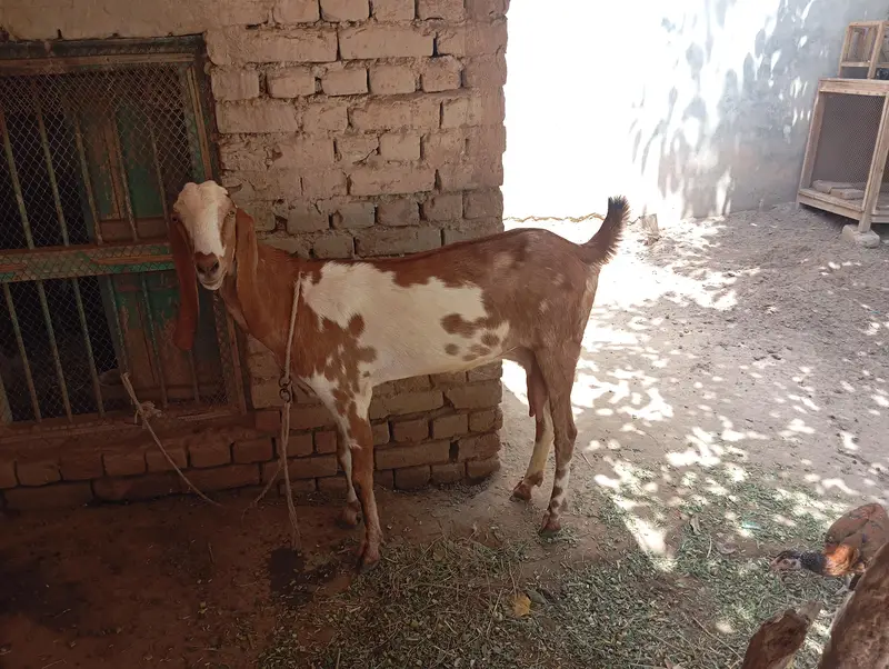 Beetal cross 4 dant bakri, 1.5 month ki cnfrm gaban — photo 6