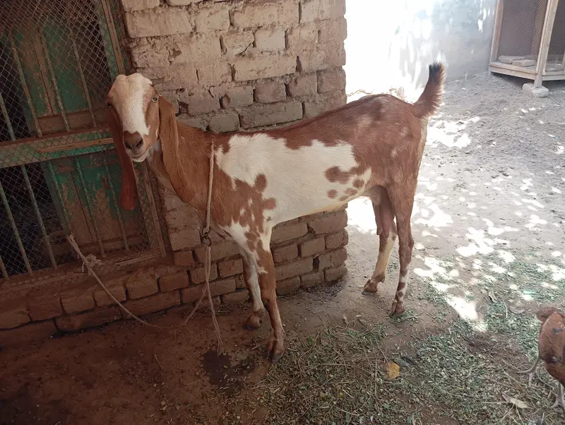 Beetal cross 4 dant bakri, 1.5 month ki cnfrm gaban — photo 7