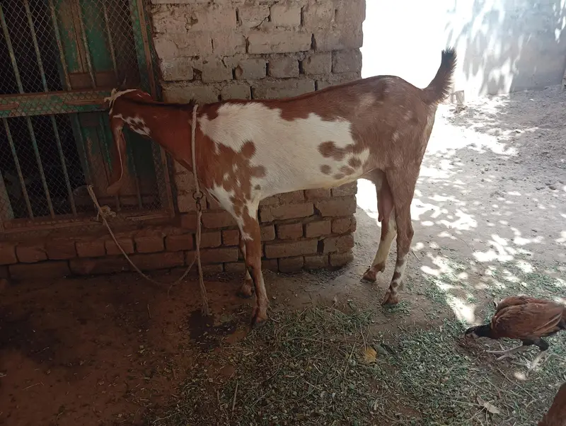 Beetal cross 4 dant bakri, 1.5 month ki cnfrm gaban — photo 8