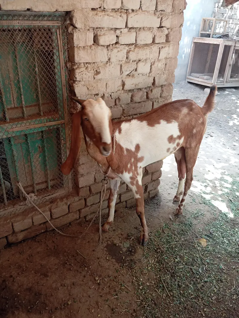 Beetal cross 4 dant bakri, 1.5 month ki cnfrm gaban — photo 9