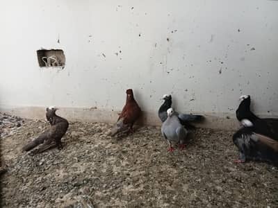 pukhi pigeons for sale