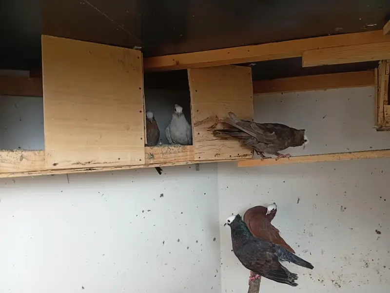 pukhi pigeons for sale — photo 2