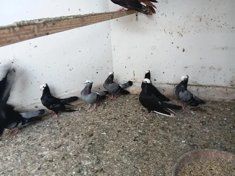 pukhi pigeons for sale — photo 3