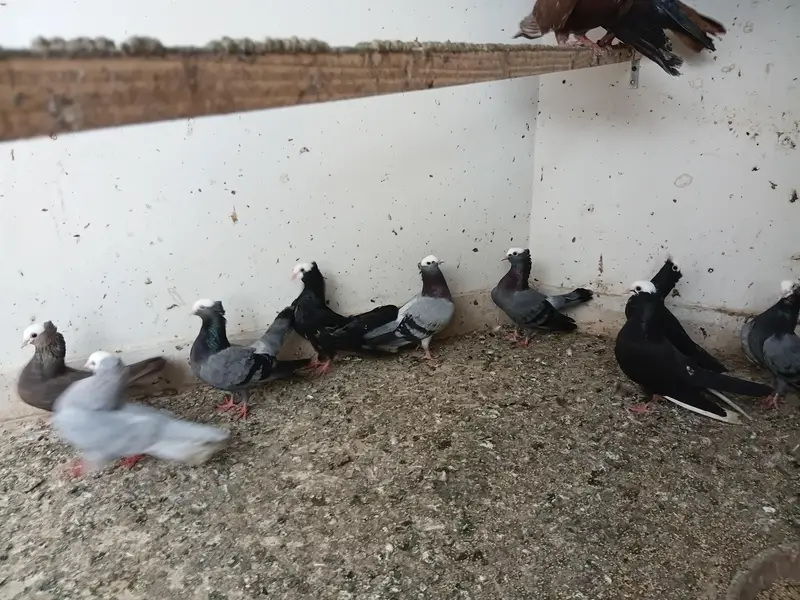 pukhi pigeons for sale — photo 4