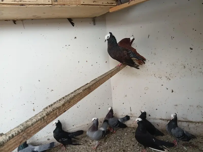 pukhi pigeons for sale — photo 5