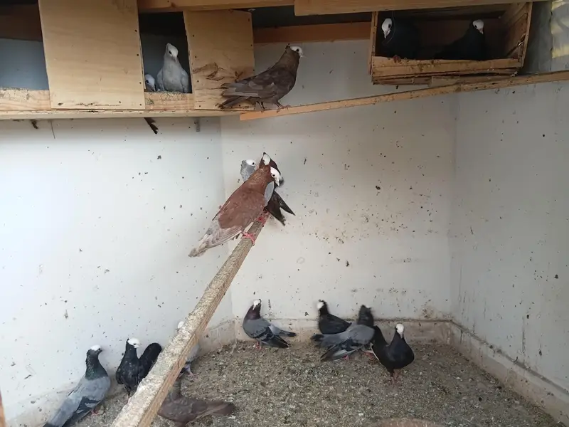 pukhi pigeons for sale — photo 6