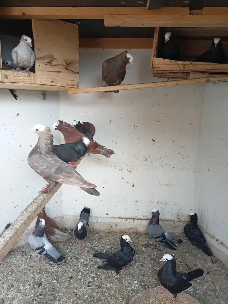pukhi pigeons for sale — photo 7