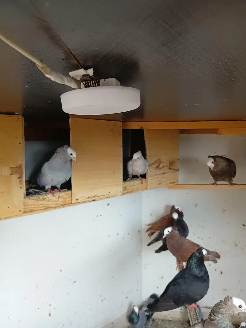 pukhi pigeons for sale — photo 8