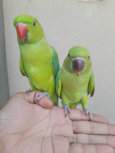 hand train pair bite ni krty