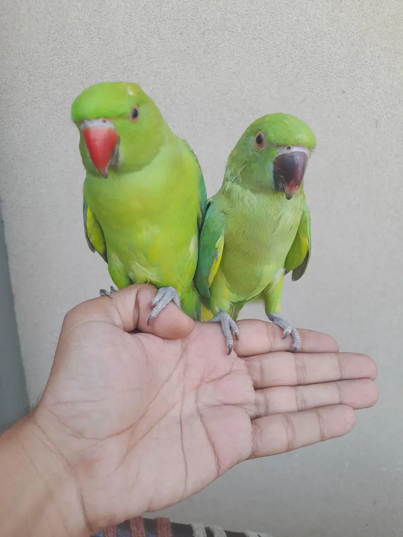 hand train pair bite ni krty — photo 2