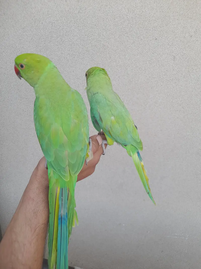 hand train pair bite ni krty — photo 3