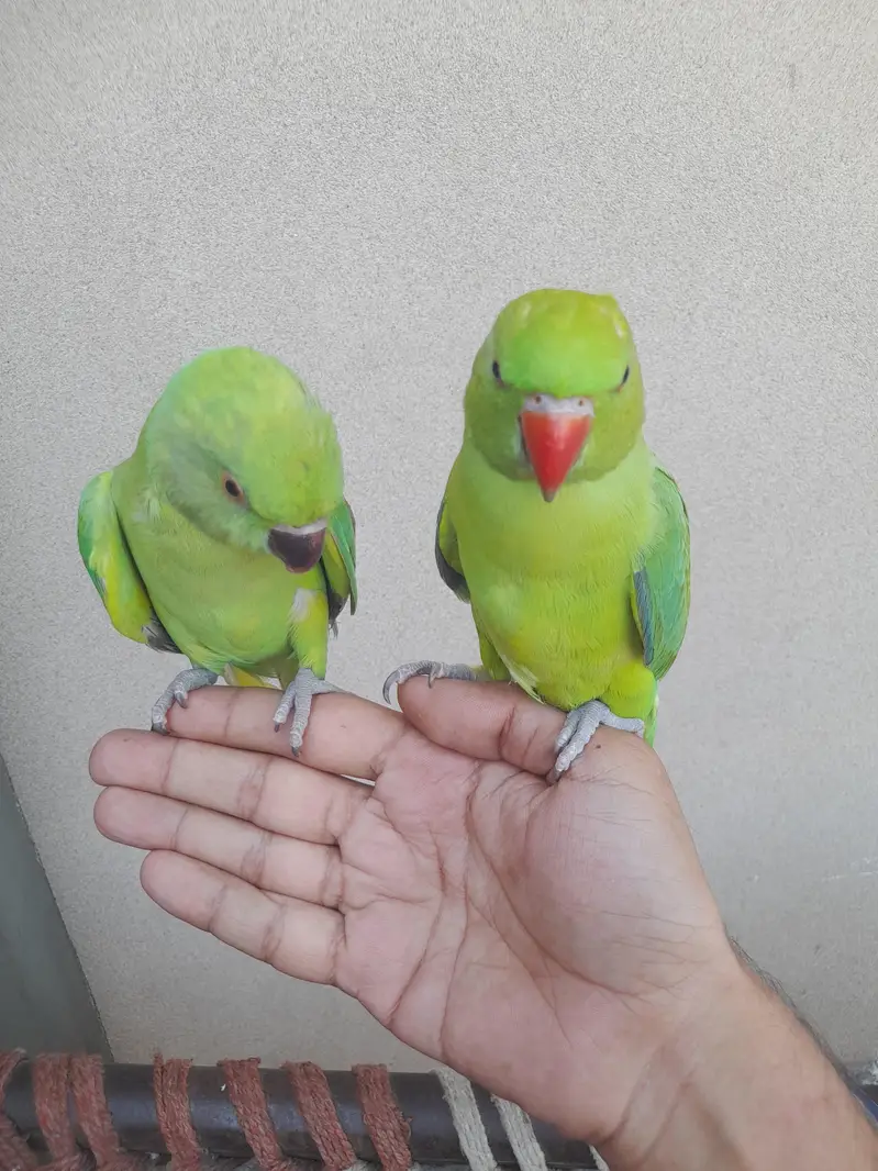 hand train pair bite ni krty — photo 4