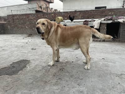 British male boy available for stud only sale ni karna
