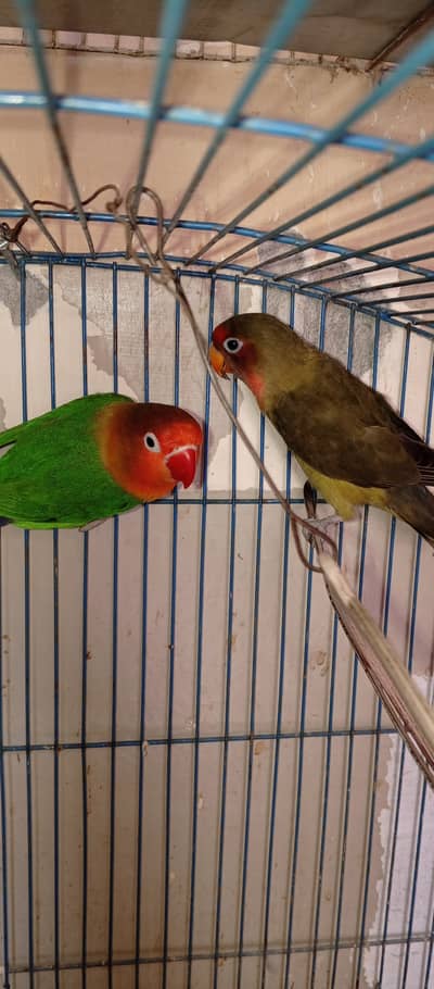 Both cocktail and love birds pair for sale