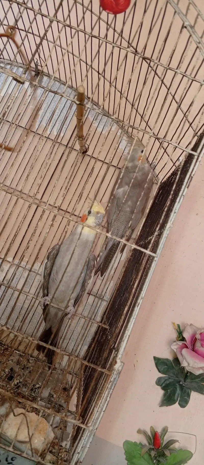 Both cocktail and love birds pair for sale — photo 2