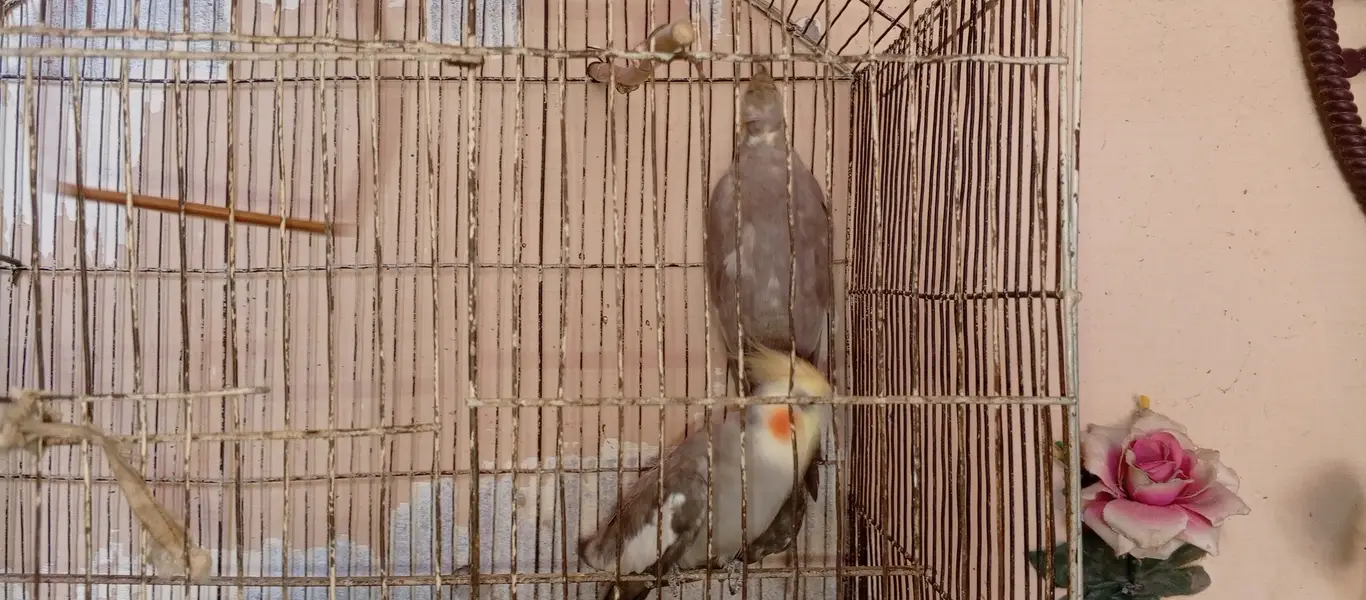 Both cocktail and love birds pair for sale — photo 3