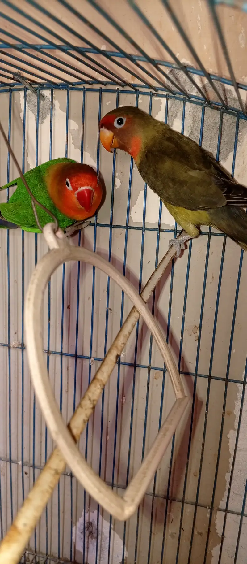 Both cocktail and love birds pair for sale — photo 4