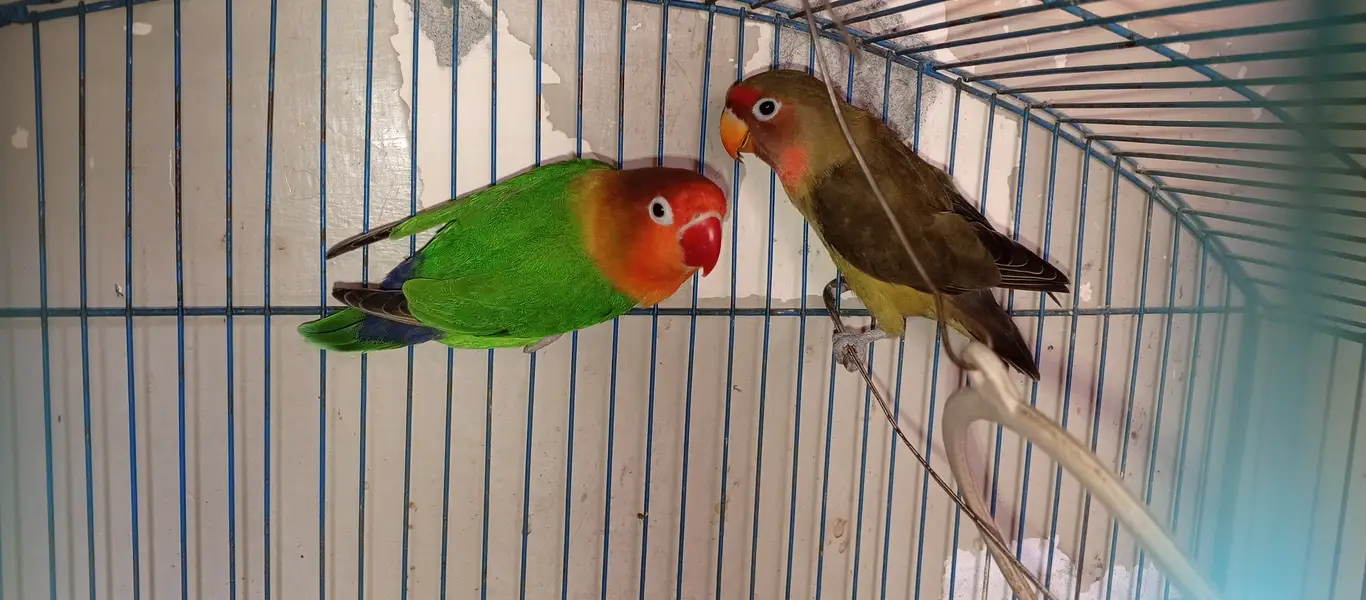 Both cocktail and love birds pair for sale — photo 5