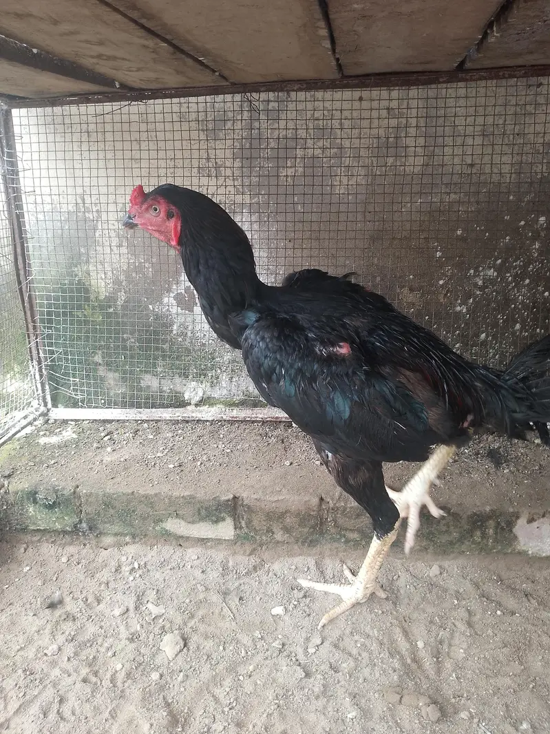 thai pokoya patha abhi tapni nhi karwai Ak b — photo 2