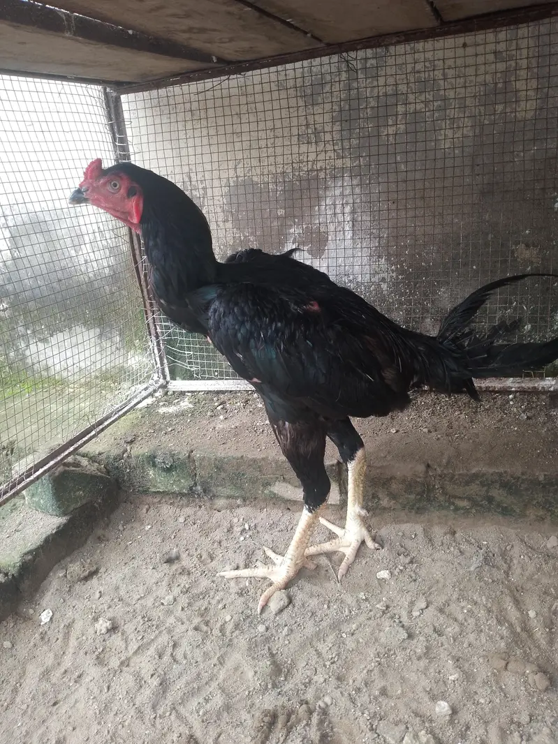 thai pokoya patha abhi tapni nhi karwai Ak b — photo 3