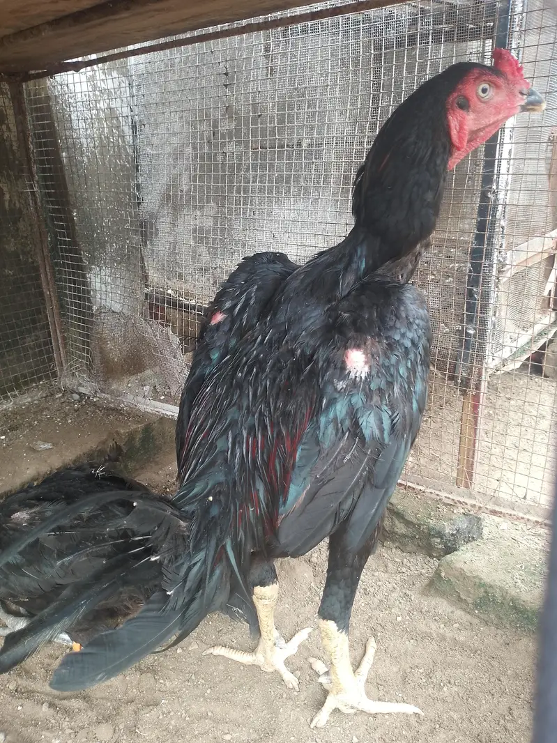 thai pokoya patha abhi tapni nhi karwai Ak b — photo 4