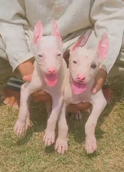 pure kuhati gultair pair pink nose blue eyes healthy and active