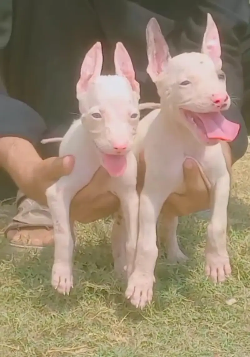 pure kuhati gultair pair pink nose blue eyes healthy and active — photo 2