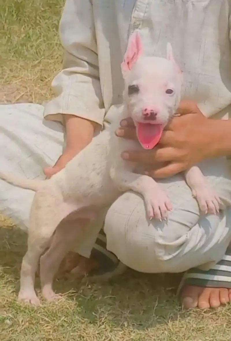 pure kuhati gultair pair pink nose blue eyes healthy and active — photo 3