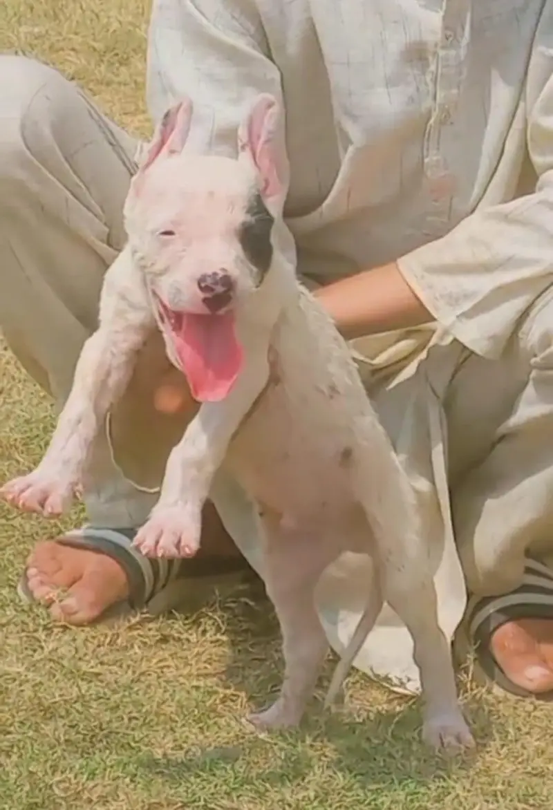 pure kuhati gultair pair pink nose blue eyes healthy and active — photo 7