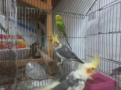 Cockatiel Breeder Pair + 1 Budgie With Cage Urgent Sale