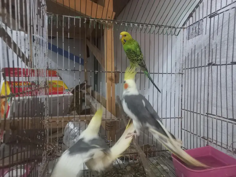 Cockatiel Breeder Pair + 1 Budgie With Cage Urgent Sale — photo 4