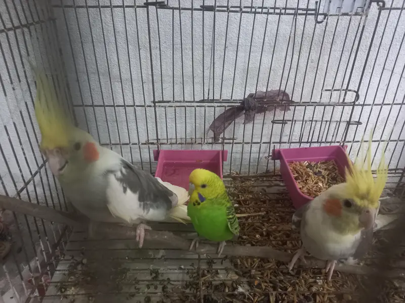 Cockatiel Breeder Pair + 1 Budgie With Cage Urgent Sale — photo 5
