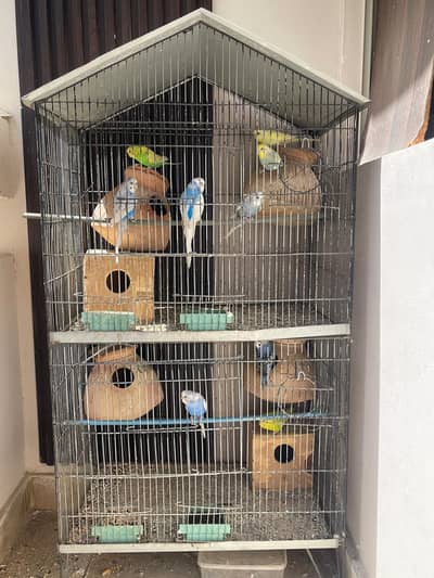 Parrots for sale with cage