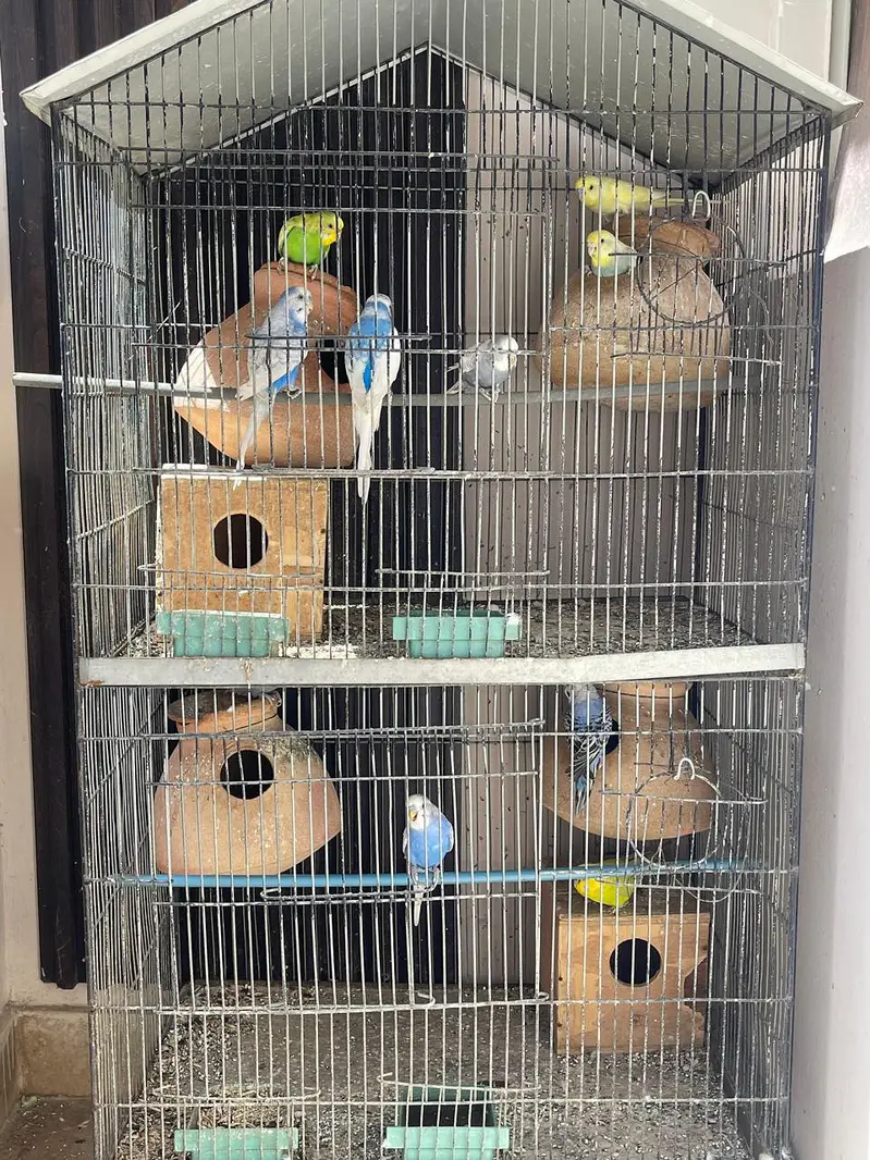 Parrots for sale with cage — photo 2