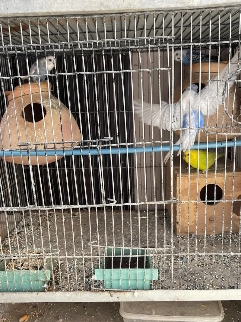 Parrots for sale with cage — photo 3