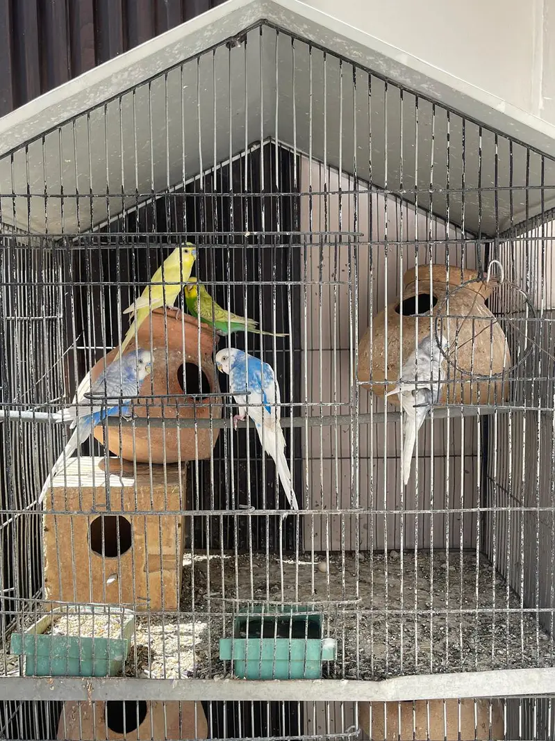 Parrots for sale with cage — photo 4